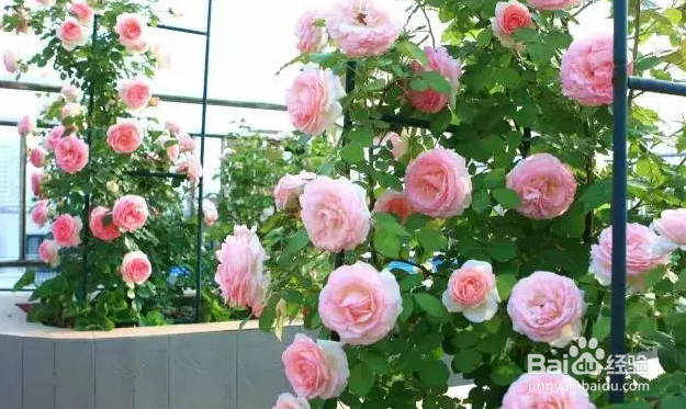 想让你的月季花开不断