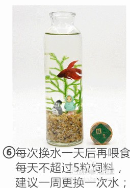 泰国斗鱼创意水族迷你生态瓶制作图文教程