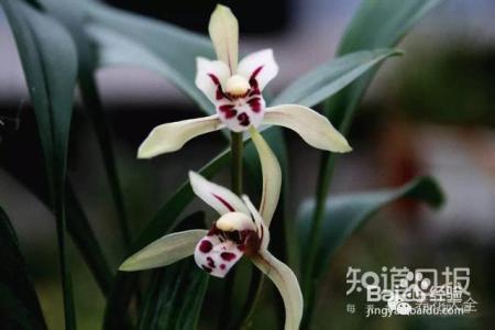 100种兰花品种图鉴，花开瞬间，艳冠群芳！