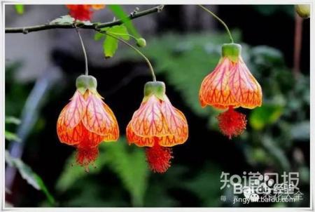 世界最美的8款垂吊花，看一眼就疯狂！