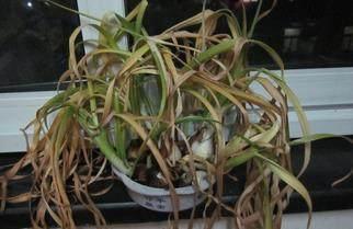 也不知道老妈往花盆里加了点啥,叶子10年绿油油还不黄叶,奇怪