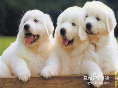 怎么训练狗狗护主