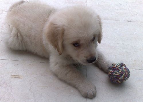 饲养金毛应该注意什么