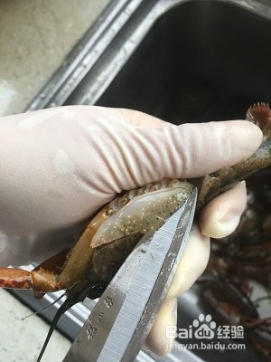 详解如何清理以及辨别小龙虾