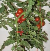 番茄常用整枝方法介绍