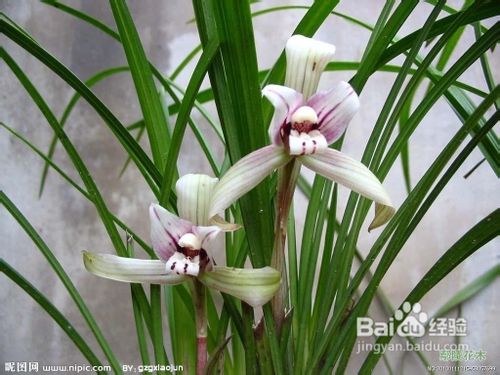 卧房不宜摆放的植物