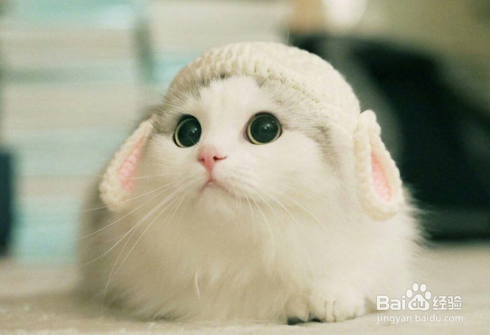 小猫咪不吃饭怎么办？怎么解决？