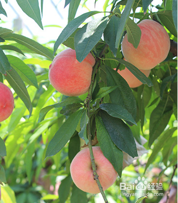 做到这些事项可以提高免疫力。