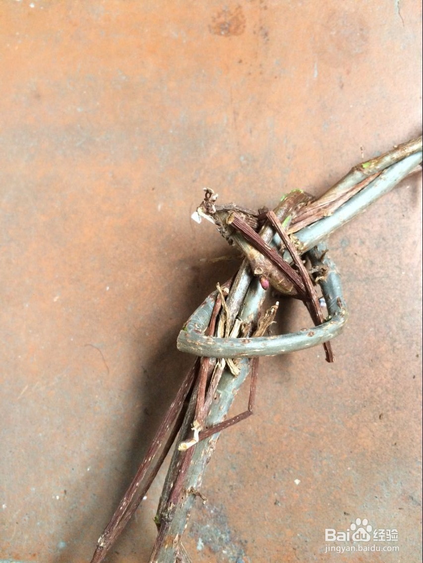 怎么用滕条做绳索