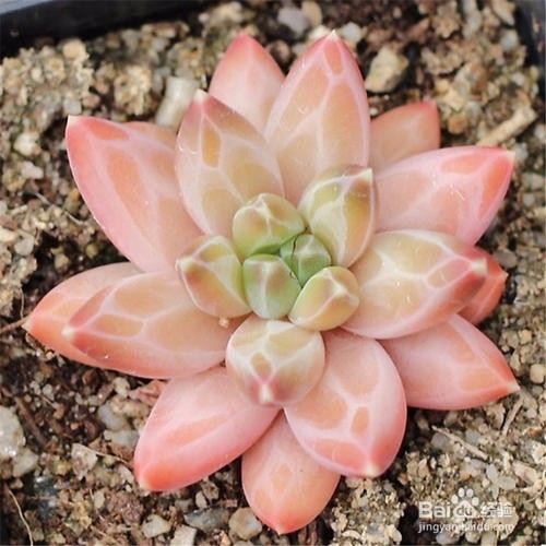 夏季养多肉植物的注意事项有哪些