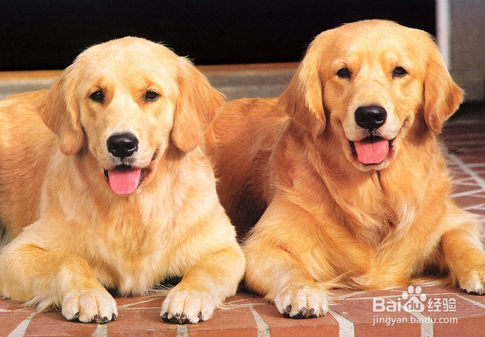 金毛容易得皮肤病怎么办