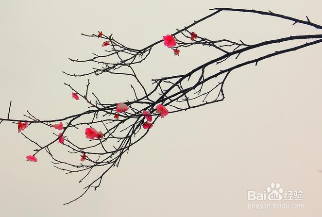 骨髓炎 能治好吗