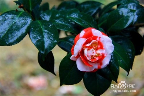 山茶花的养殖方法和注意事项都有什么?
