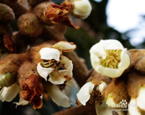 干枇杷花怎么做出来 百度经验