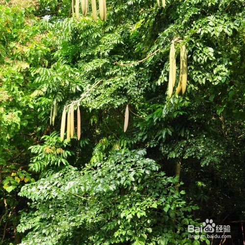 木蝴蝶的培育方法和注意事项