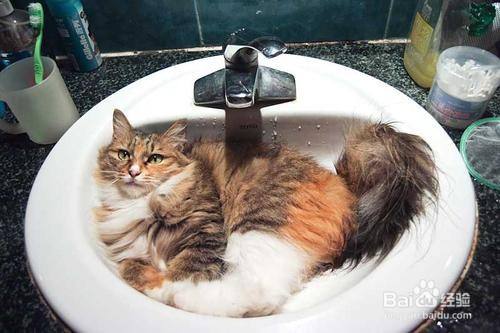 关于猫咪如何清洗？