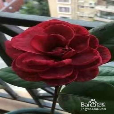 教你养五色赤丹茶花 百度经验 教你养五色赤丹茶花 百度经验