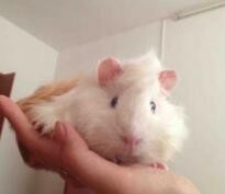 荷兰猪容易上手吗怎么训练