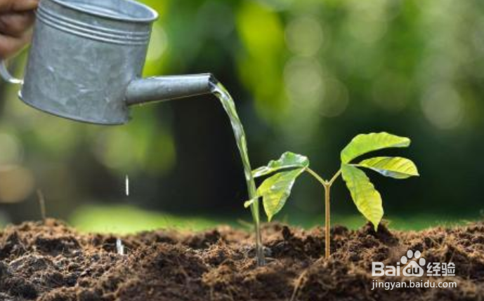 芒果种植的一些方法和经验