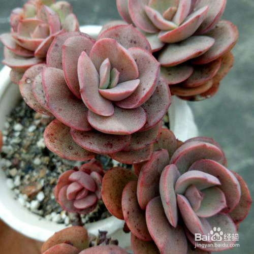 秀妍的培育方法和注意事项