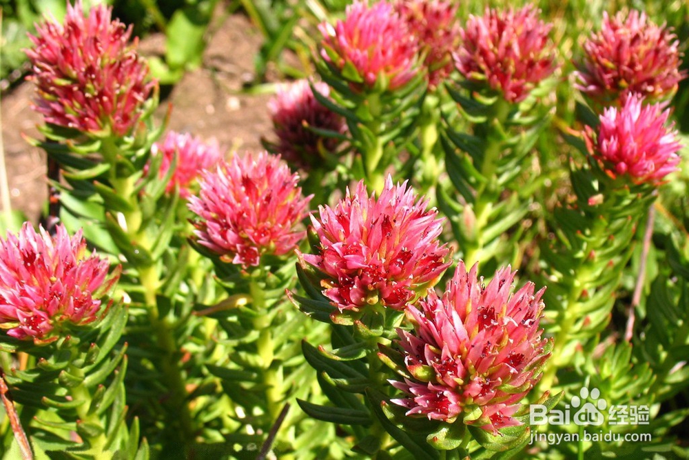 红景天怎么吃？红景天有哪些功效与作用？