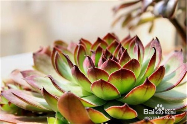 观音莲的养殖方法？