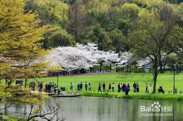 西湖边的免费公园，每年春季来这里看樱花