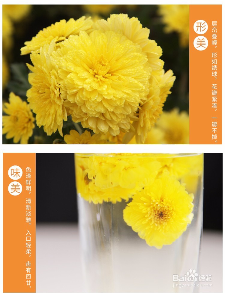 雁门冰菊泡水喝