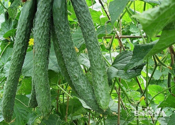 黄瓜的作用,美味又健康