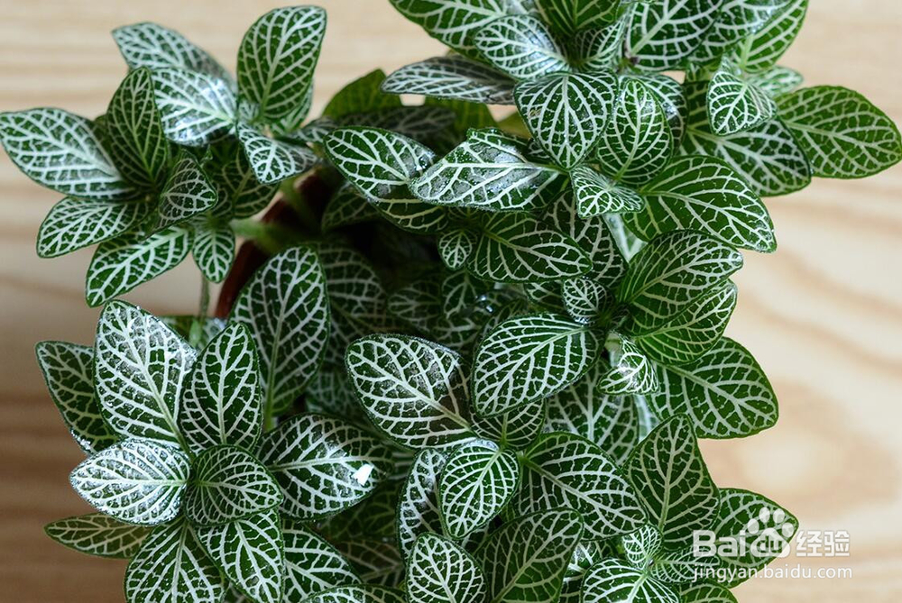 秋天盆花怎么修剪