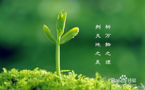 如何去植树