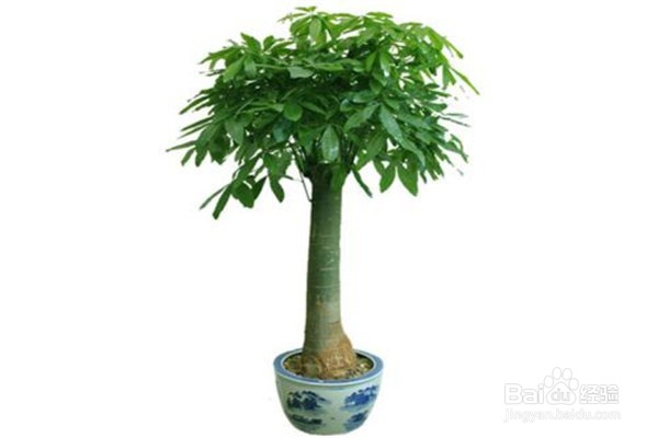 发财树的培植方法?