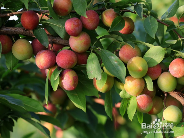 多吃李子有哪些好处？