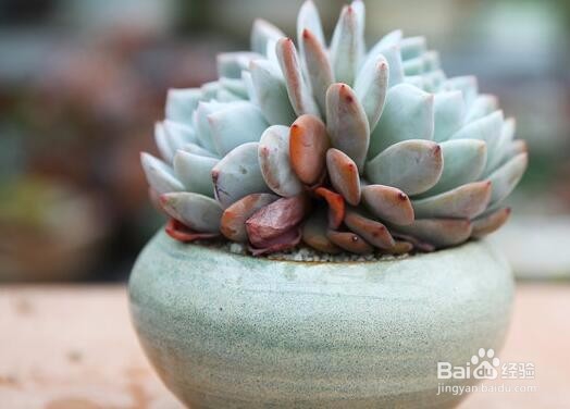 多肉植物如何养殖