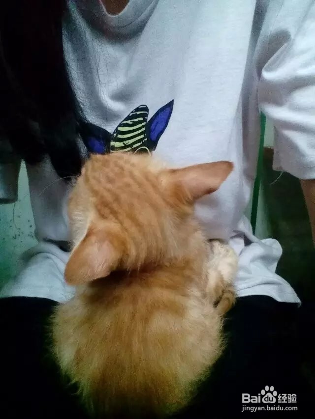 照顾小狗小猫的基本常识