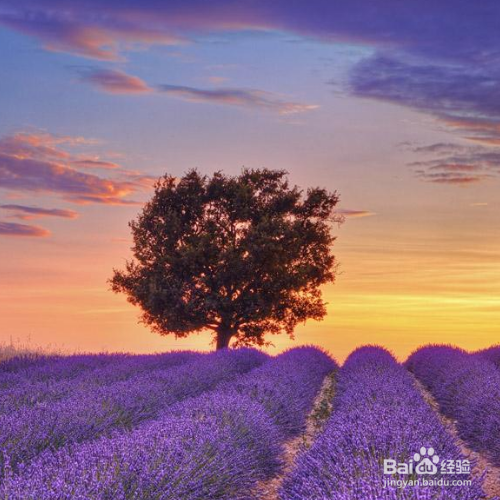 解决薰衣草叶子枯萎的方法有哪些?