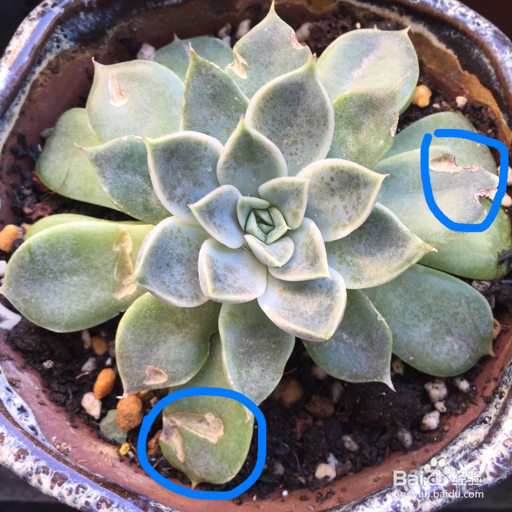 多肉被鸟啄了之后怎么处理