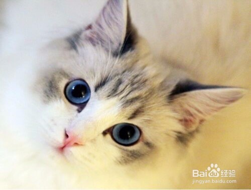 猫咪发情了怎么办?
