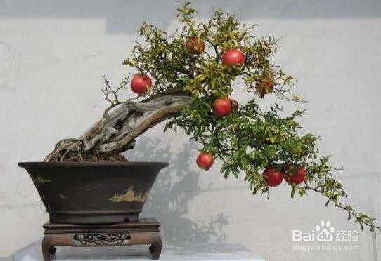 月季石榴盆栽制作方法