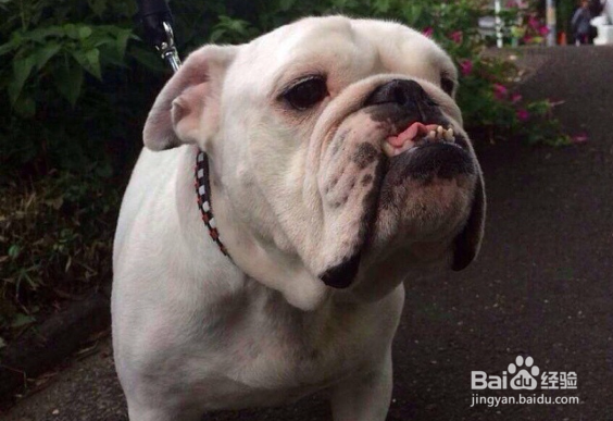 导致狗狗掉毛的原因有哪些?