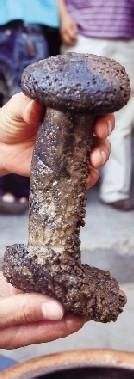 请注意市场上的人形太岁肉灵芝