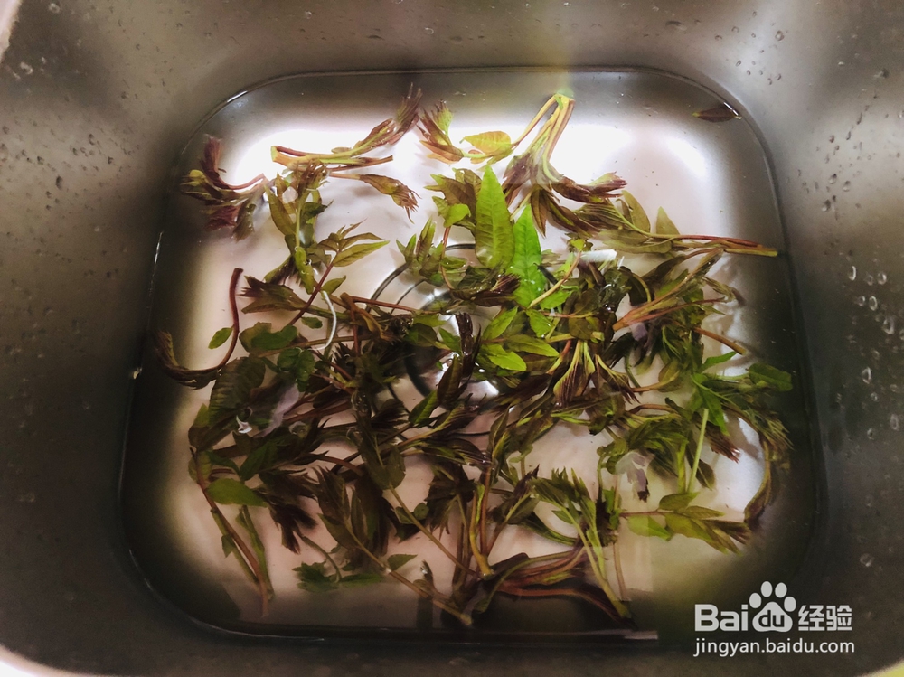 抢着吃的春芽炒蛋油