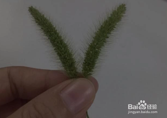 用狗尾巴草怎么编东西