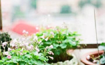 如何种植美丽的植物?