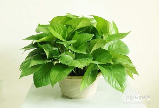 养绿萝时注意这几点，让叶片浓绿有光泽