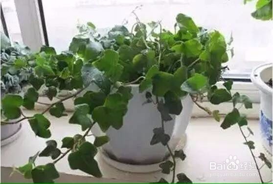 如何去除家里盆栽小飞虫?