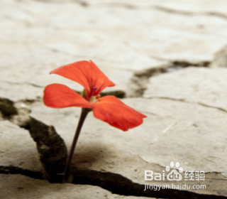 苏州专利申请流程是怎样的呢？