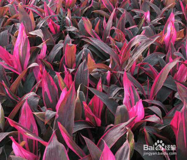 朱蕉水培方法及养护要点