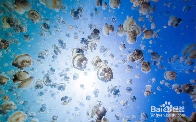 十一免签的高性价比海岛——帕劳旅游攻略