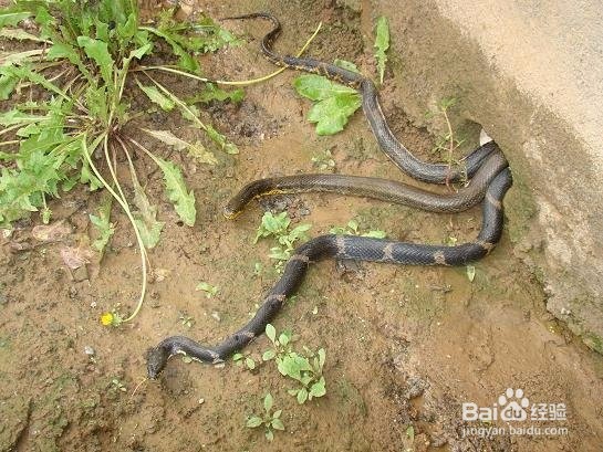 蛇冬天怎么休眠